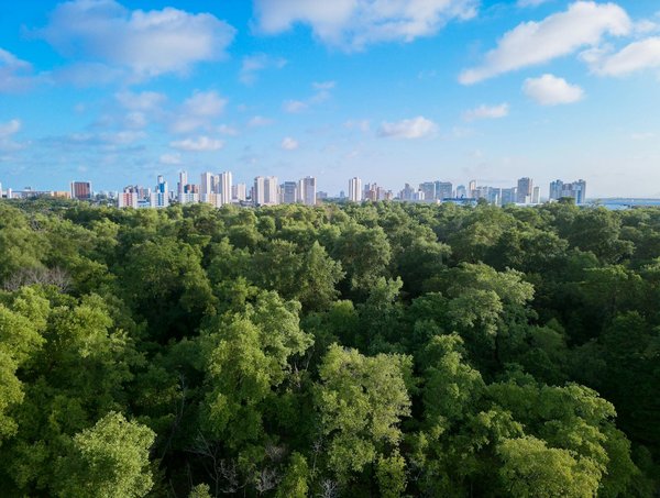 Revelando Tower Rush investigación completa